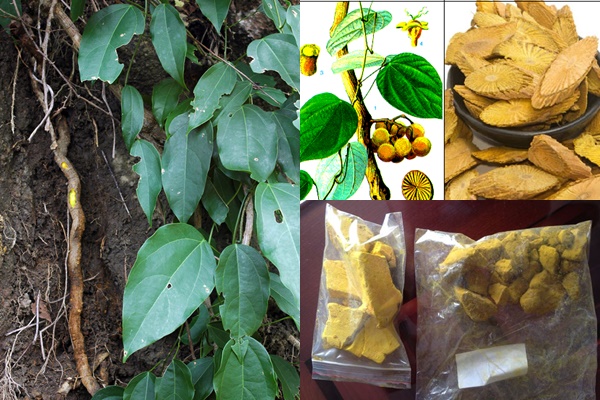  Berberin hàm lượng 60% - 98% chiết xuất từ cây Vàng đắng